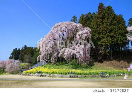 合戦場のしだれ桜（福島県・二本松市） 57179827