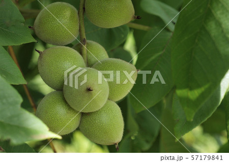 恵み 恵み 57179841