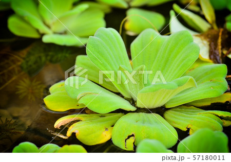 Beautiful Water Lettuce bloom Beautiful Water Lettuce bloom 57180011