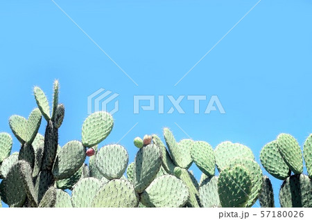 仙人掌 57180026