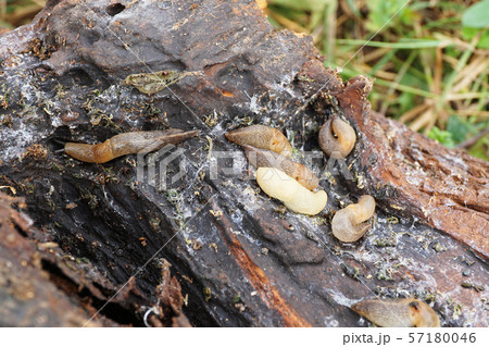 Macro creeping colony of Caucasian mollusk slug 57180046