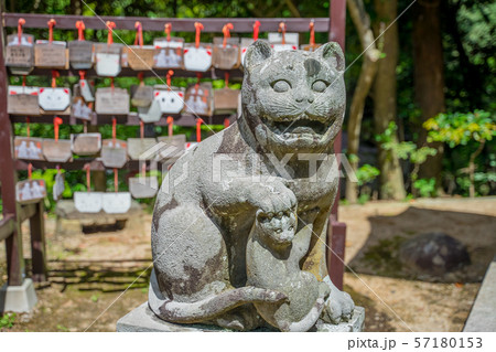 京丹後 金刀比羅神社 狛猫 京丹後 金刀比羅神社 狛猫 57180153