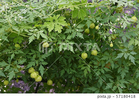 フウセンカズラ 57180418