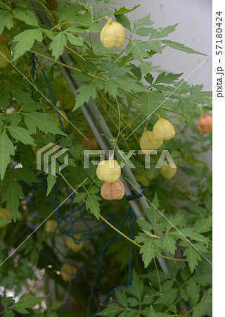 フウセンカズラ 57180424