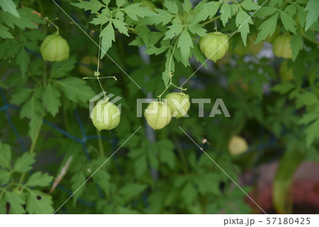 フウセンカズラ 57180425