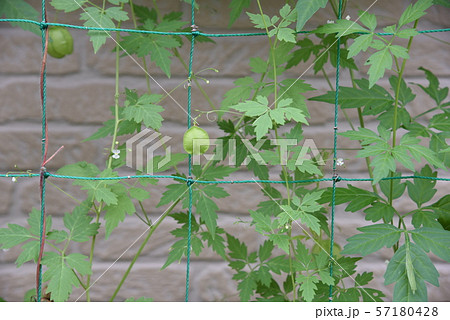 フウセンカズラ 57180428