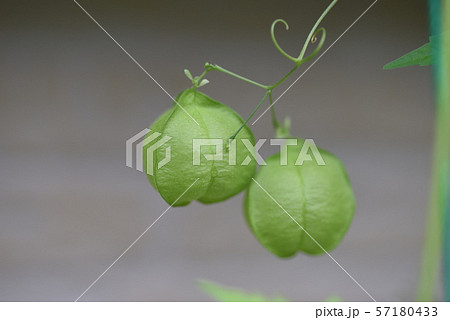 フウセンカズラ 57180433