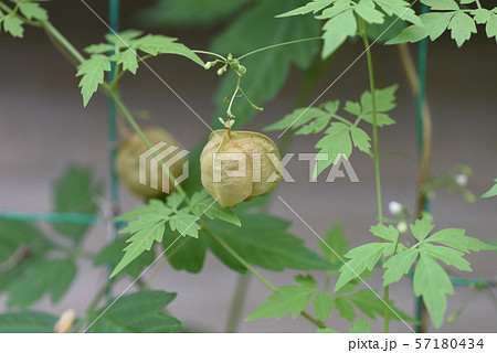 フウセンカズラ 57180434