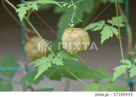 フウセンカズラ 57180435