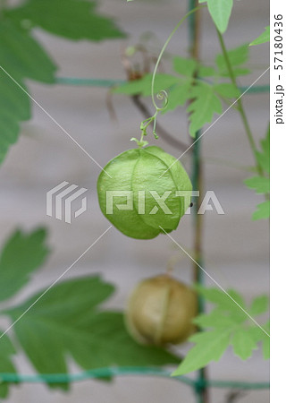 フウセンカズラ 57180436