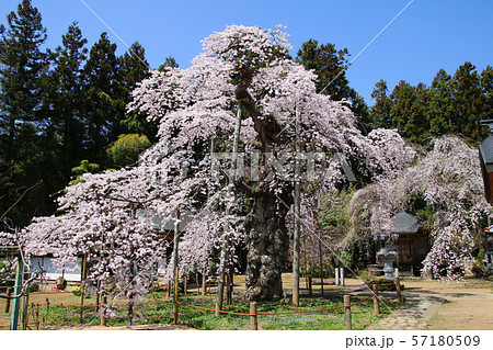 愛蔵寺の護摩桜(福島県・二本松市) 愛蔵寺の護摩桜(福島県・二本松市) 57180509