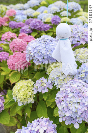 アジサイとテルテル坊主 57181147