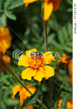 Macro flower Caucasian fly hoverfly Eristalinus 57181176