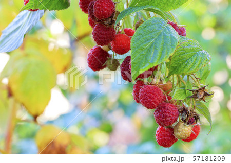 Ripe red raspberries on a branch against the background of a blurred autumn garden, close-up. Ripe red raspberries on a branch against the background of a blurred autumn garden, close-up. 57181209
