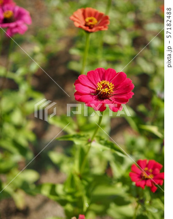 サルスベリ 花 ピンク 57182488