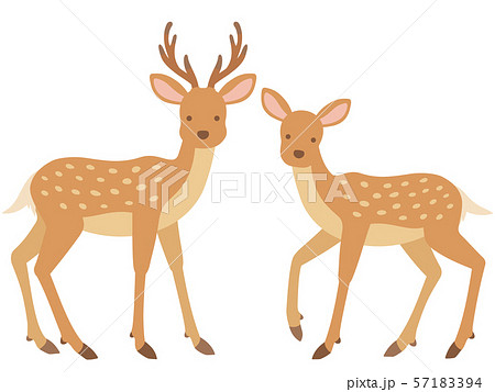 雄と雌の鹿のイラストのイラスト素材 57183394 Pixta