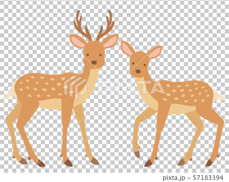 雄と雌の鹿のイラストのイラスト素材