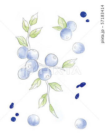ブルーベリー 図 葉 57183414