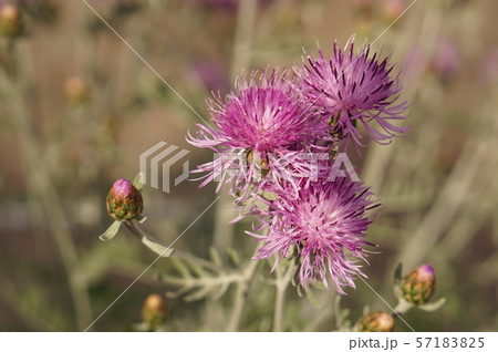 紫の花 57183825