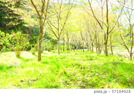 静岡市の里山 木漏れ日の林 静岡市の里山 木漏れ日の林 57184028