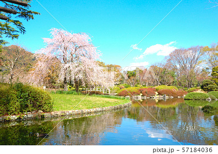 静岡市街地　城北公園の枝垂れ桜 57184036
