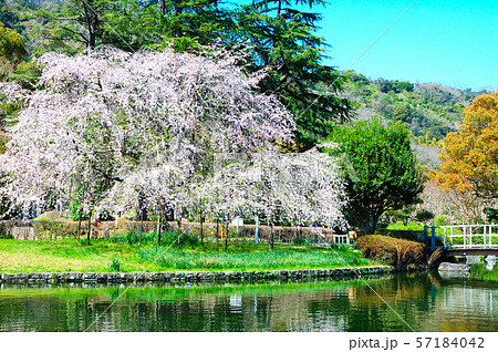 静岡市街地 城北公園の枝垂れ桜の写真素材