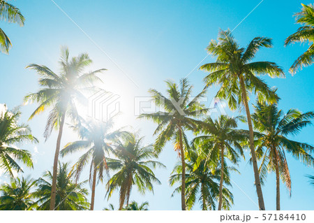 A forest of palm trees 57184410