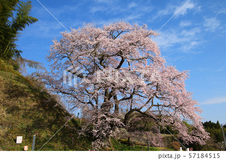 是哉寺地蔵桜(福島県・田村市) 是哉寺地蔵桜(福島県・田村市) 57184515
