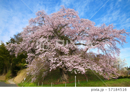 是哉寺地蔵桜(福島県・田村市) 是哉寺地蔵桜(福島県・田村市) 57184516