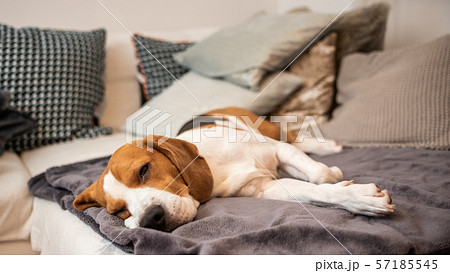 Sleeping beagle on the sofa in living room 57185545