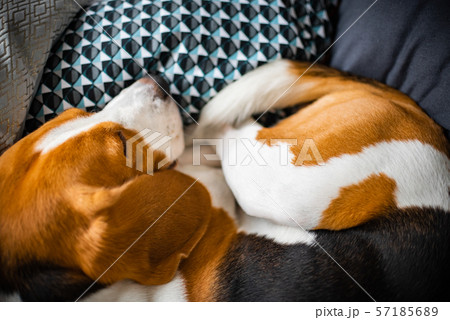 Sleeping beagle on the sofa in living room 57185689