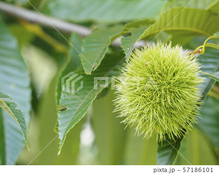青い栗の実 アップ 57186101