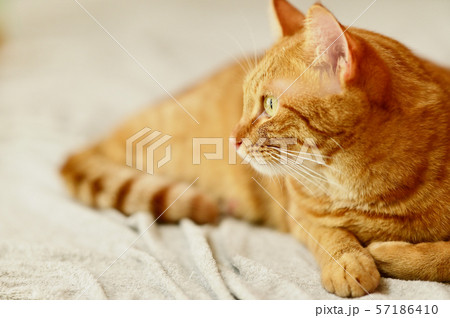 獲物を発見した猫 57186410