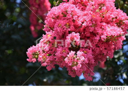 サルスベリの花 57186457