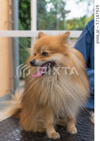 Pomeranian German Spitz dog posing on the grooming 57187626