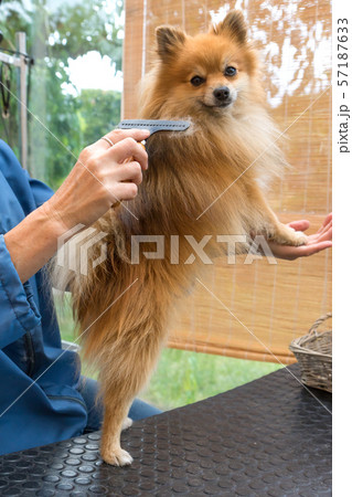 Pomeranian German Spitz dog is posing in the salon 57187633