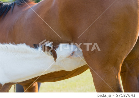 Portrait of mother horse and her breastfeeding 57187643