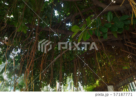 Branches of an Old Ficus 57187771