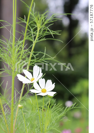 秋桜 秋桜 57187776
