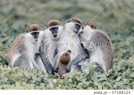 Vervet monkey familyin Awasa, Ethiopia Vervet monkey familyin Awasa, Ethiopia 57188124