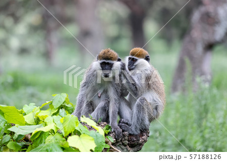 Vervet monkey familyin Awasa, Ethiopia Vervet monkey familyin Awasa, Ethiopia 57188126