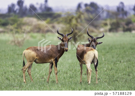 Swayne's Hartebeest, Ethiopia wildlife Swayne's Hartebeest, Ethiopia wildlife 57188129