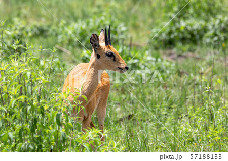 Oribi antelope Ethiopia, Africa wildlife 57188133