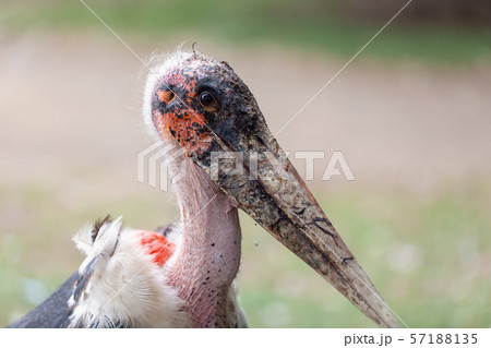 The marabou stork Ethiopia Africa wildlife The marabou stork Ethiopia Africa wildlife 57188135