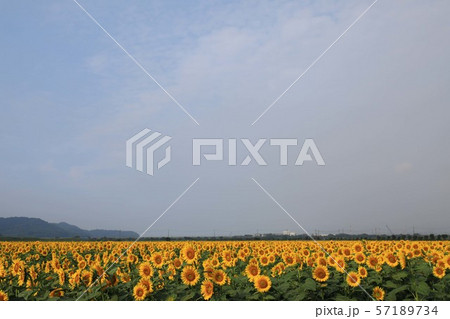 ひまわり4055 57189734