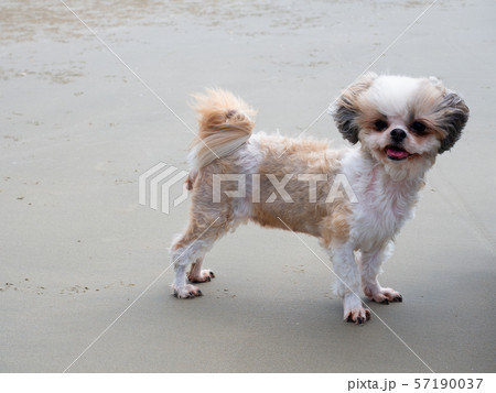 Shih-tzu dog plays. 57190037