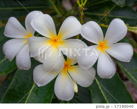 plumeria flowers on a tree. 57190040
