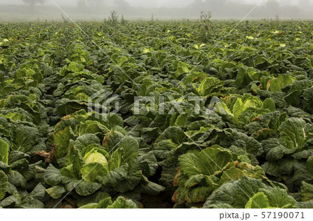 自然 風景 アンバンデギ 57190071