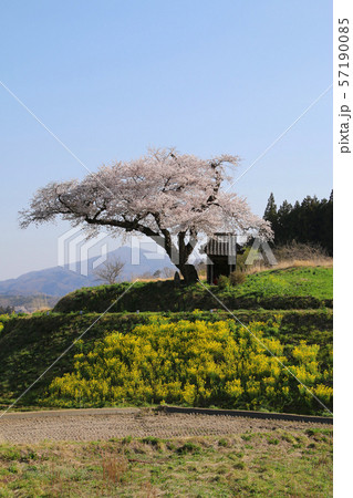 小沢の桜(福島県・田村市) 小沢の桜(福島県・田村市) 57190085