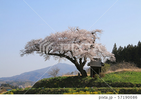 小沢の桜(福島県・田村市) 小沢の桜(福島県・田村市) 57190086